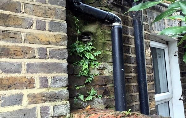 Plant growth on external brickword
